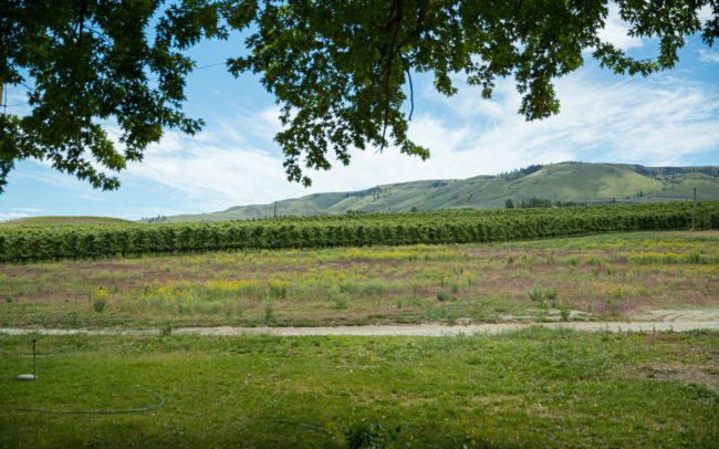 Green field with a vineyard in the distance